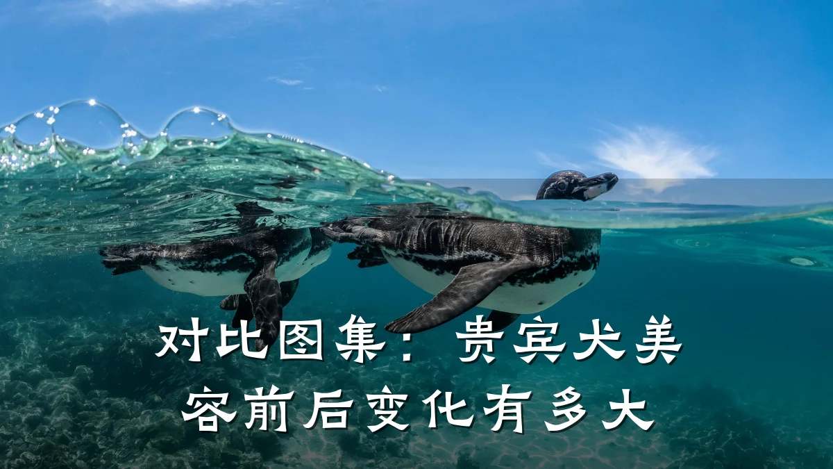 对比图集：贵宾犬美容前后变化有多大